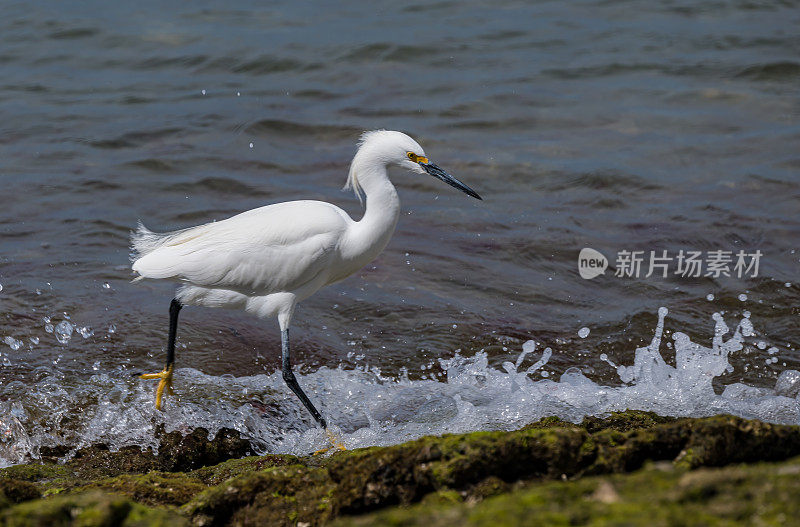 雪白鹭(Egretta thula)是一种小白鹭。圣伊格纳西奥泻湖，下加利福尼亚南部，墨西哥。站在水边。